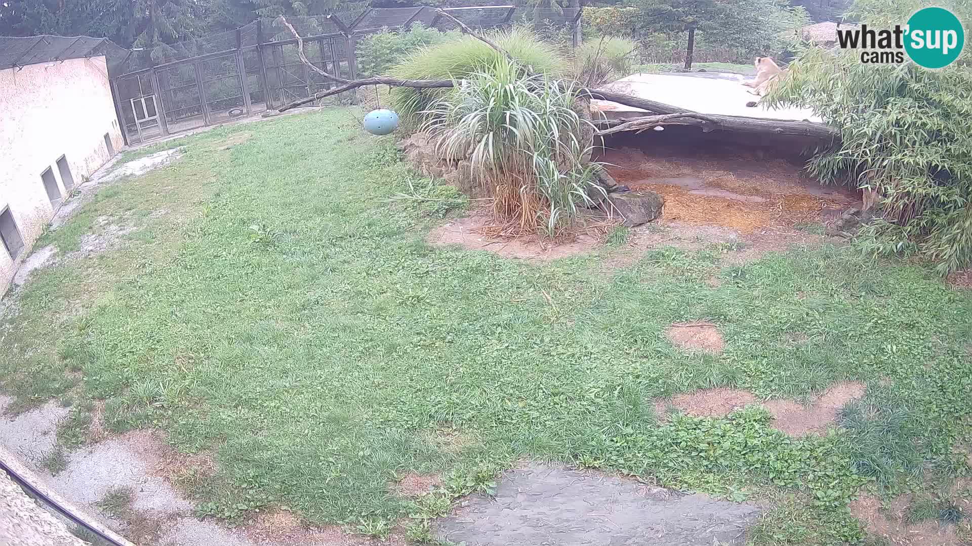 Löwe live Webcam im Zoo von Ljubljana – Slowenien