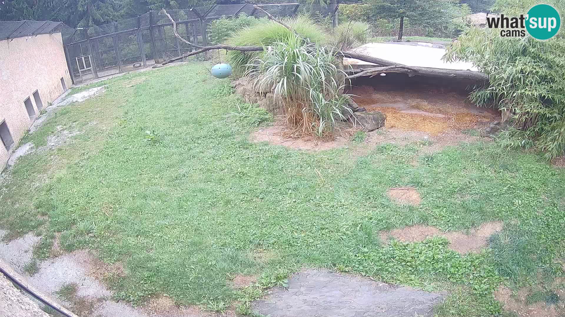 LEON Webcam en vivo en Ljubljana Zoo – Eslovenia