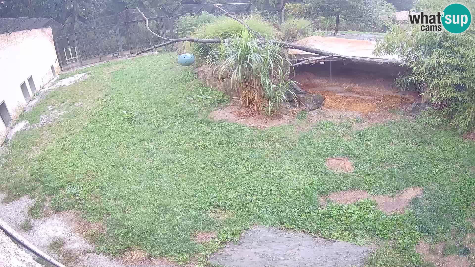 Löwe live Webcam im Zoo von Ljubljana – Slowenien
