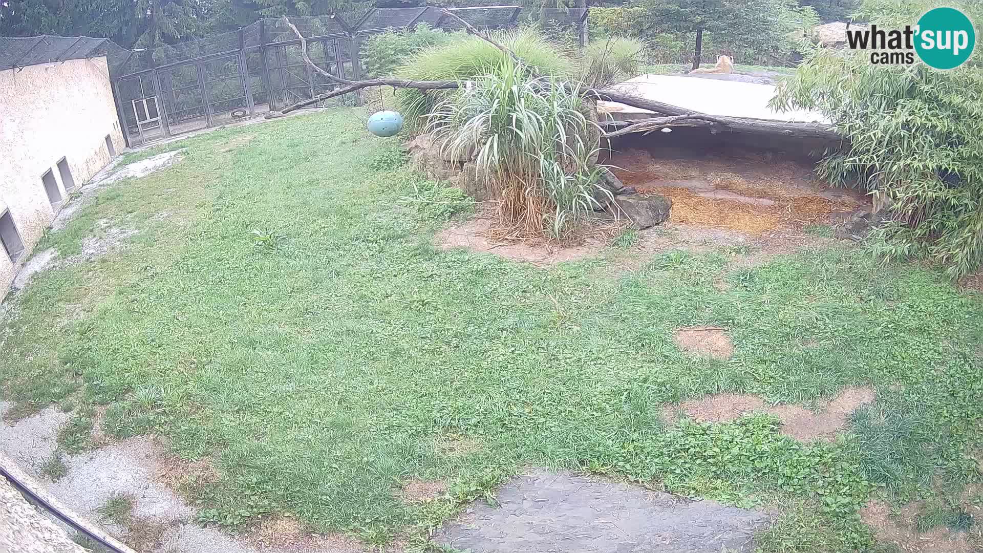 Lavovi web kamera uživo u ljubljanskom zoološkom vrtu – Slovenija