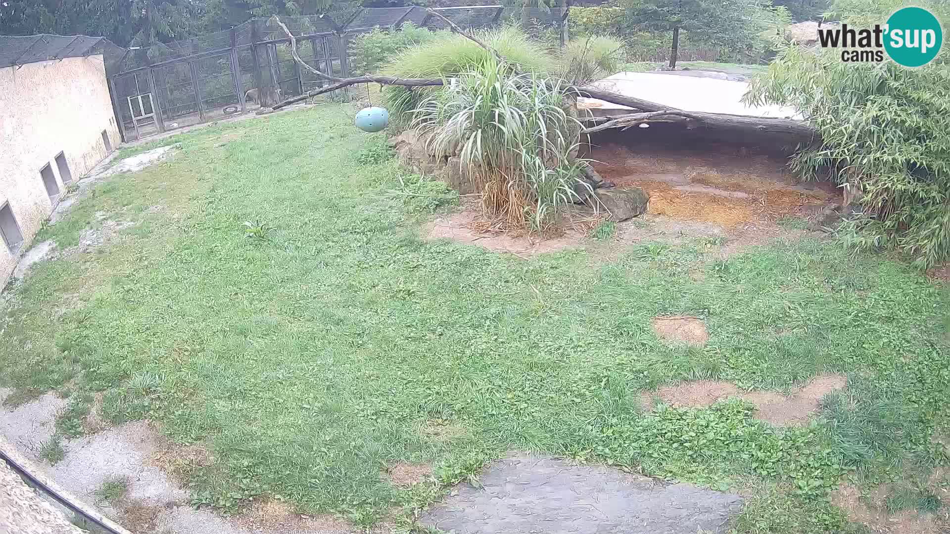 LION live Webcam in Ljubljana Zoo – Slovenia