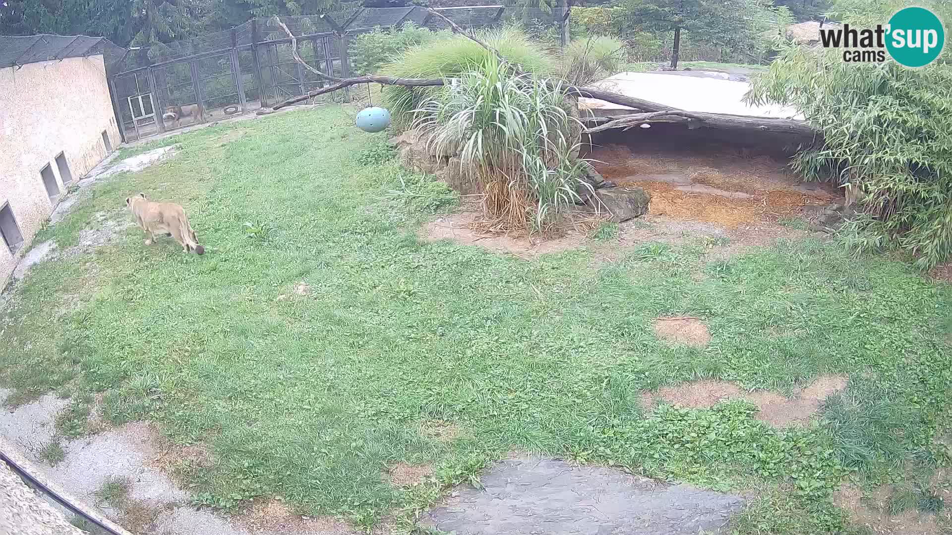 Löwe live Webcam im Zoo von Ljubljana – Slowenien