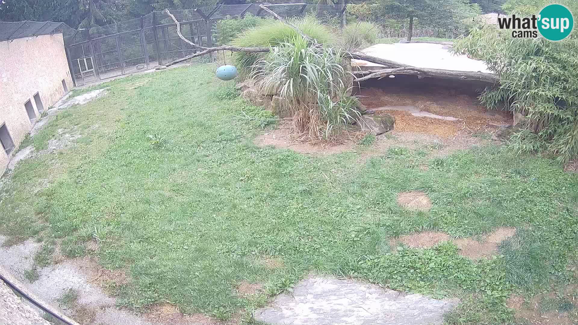 LEONE live Webcam nello zoo di Lubiana – Slovenia