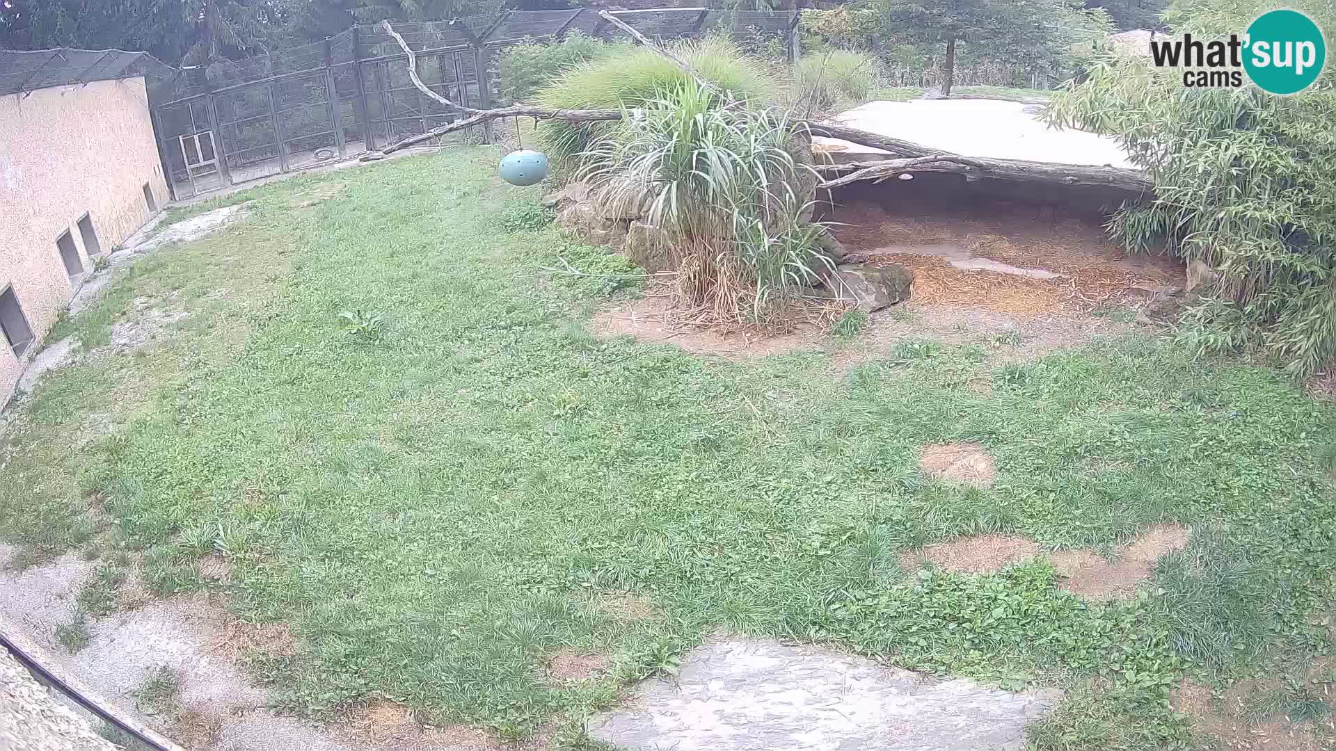 LEONE live Webcam nello zoo di Lubiana – Slovenia