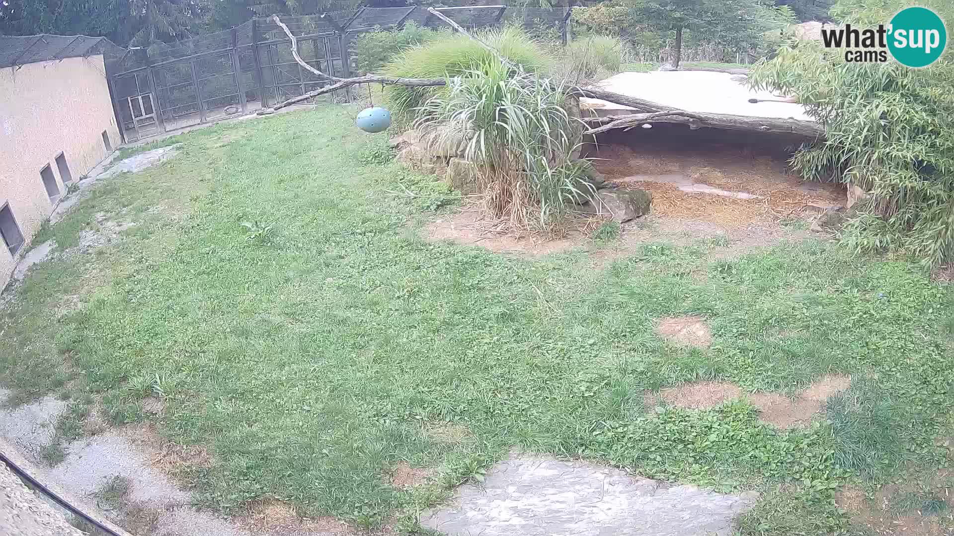 LEONE live Webcam nello zoo di Lubiana – Slovenia
