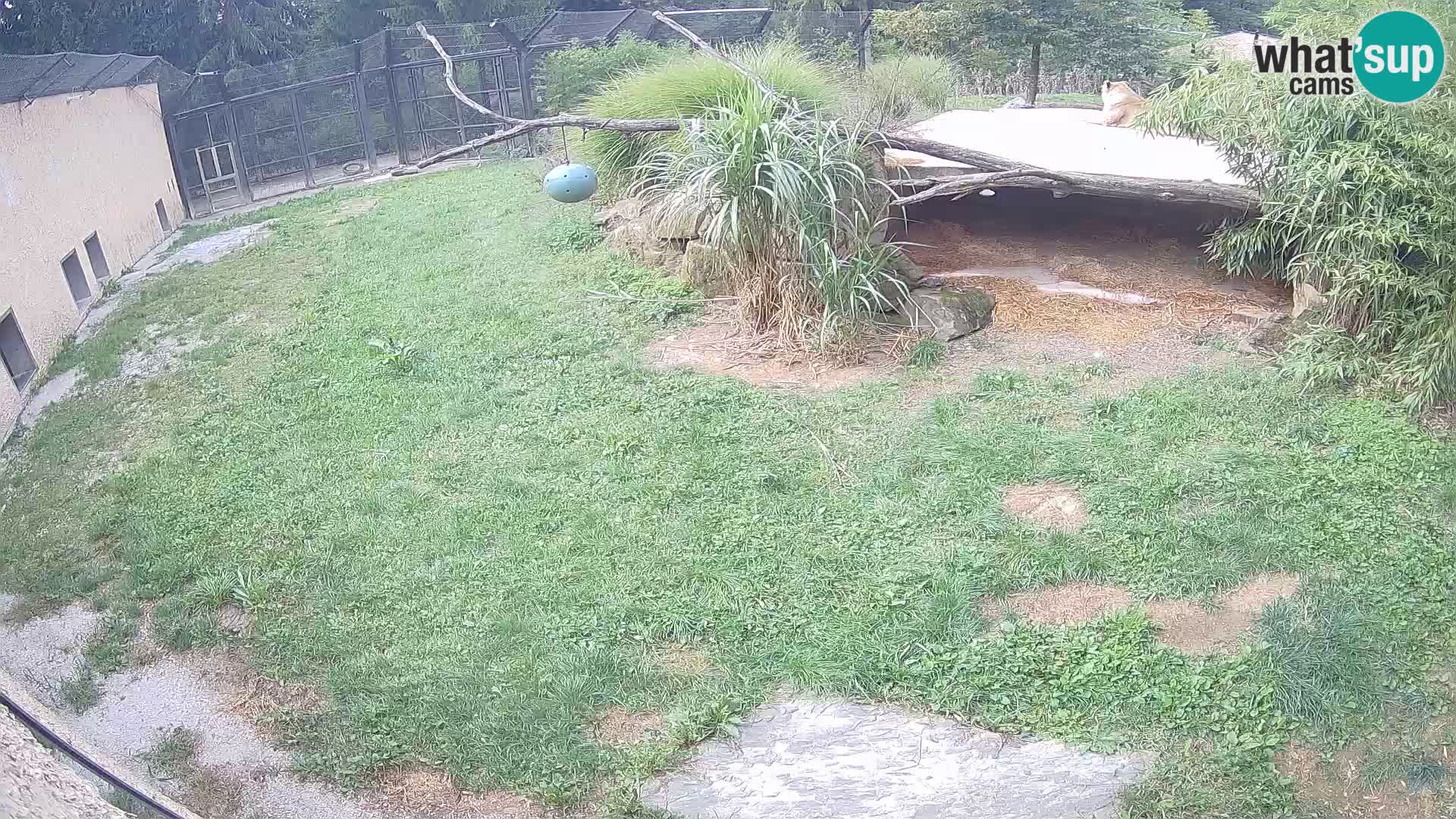 Löwe live Webcam im Zoo von Ljubljana – Slowenien