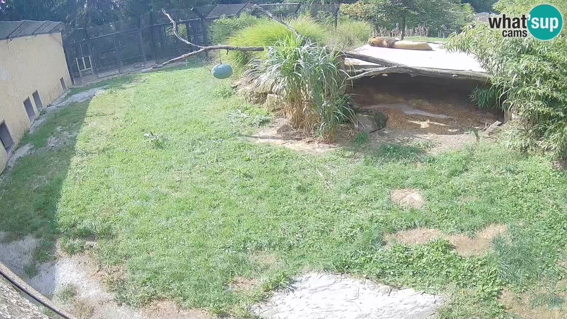 LEONE live Webcam nello zoo di Lubiana – Slovenia