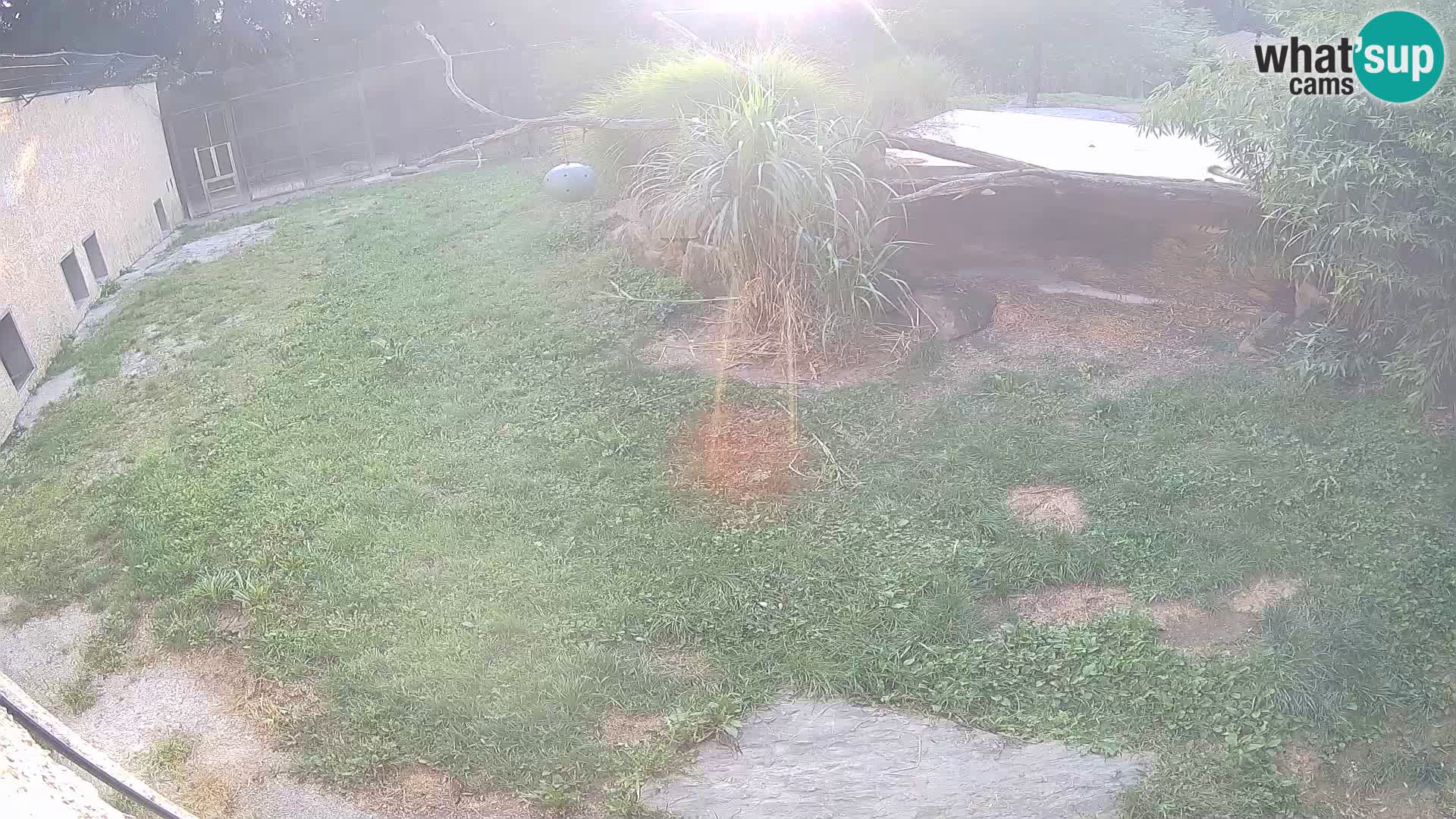 Löwe live Webcam im Zoo von Ljubljana – Slowenien