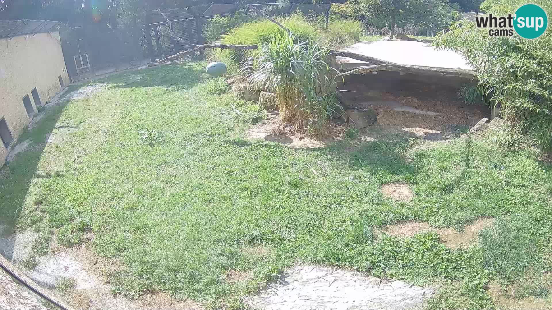 Löwe live Webcam im Zoo von Ljubljana – Slowenien