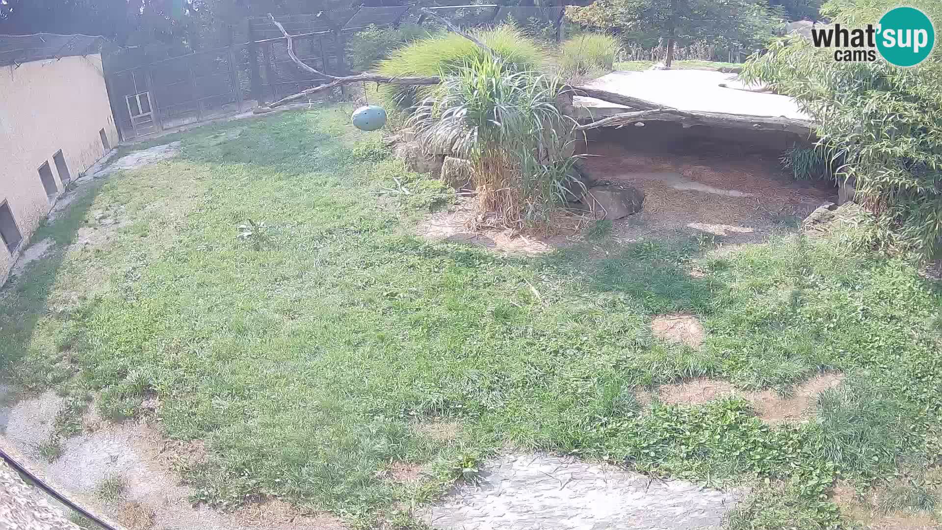 Löwe live Webcam im Zoo von Ljubljana – Slowenien