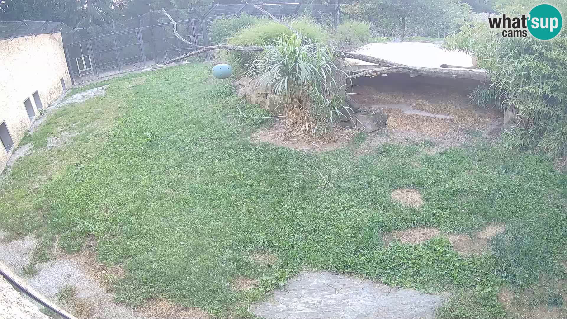 LION live Webcam in Ljubljana Zoo – Slovenia