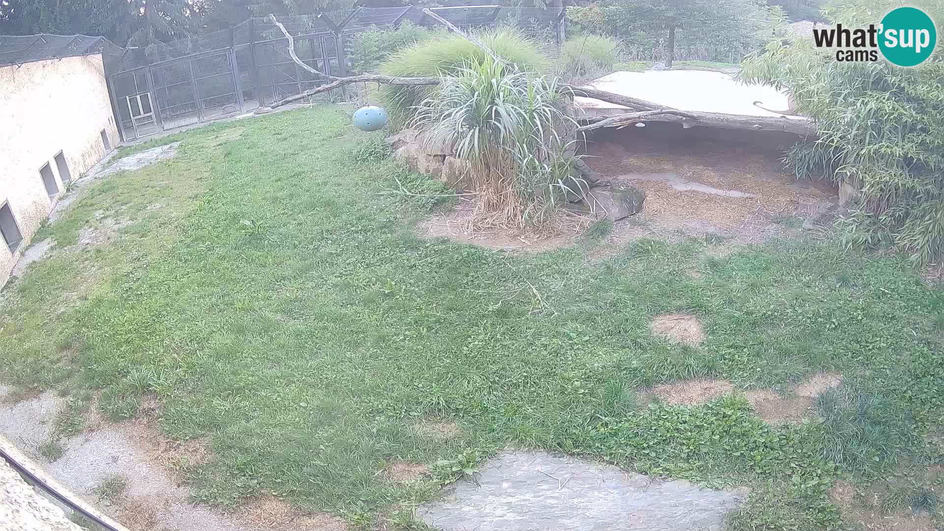 LION live Webcam in Ljubljana Zoo – Slovenia