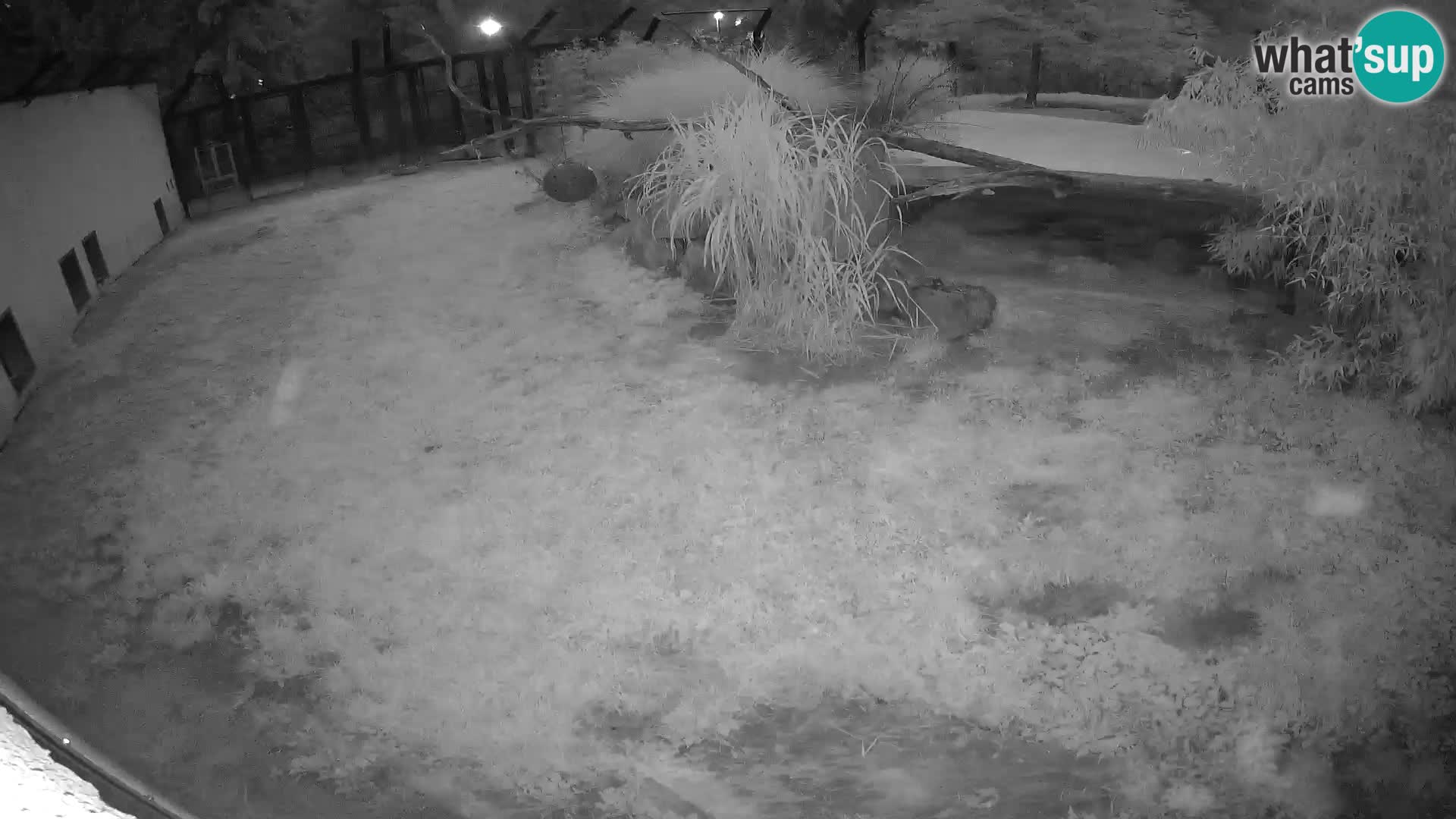 Löwe live Webcam im Zoo von Ljubljana – Slowenien