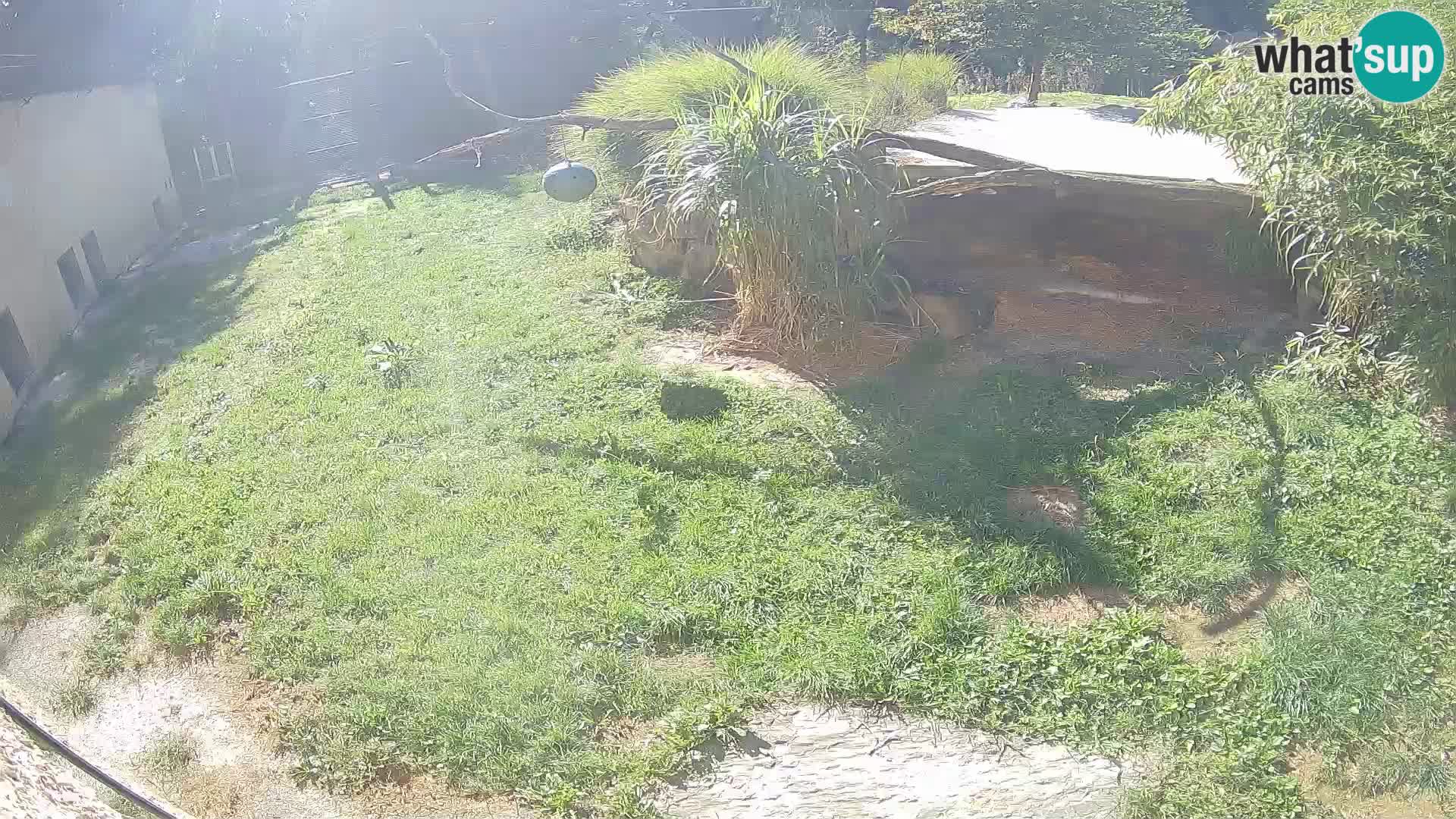 Löwe live Webcam im Zoo von Ljubljana – Slowenien