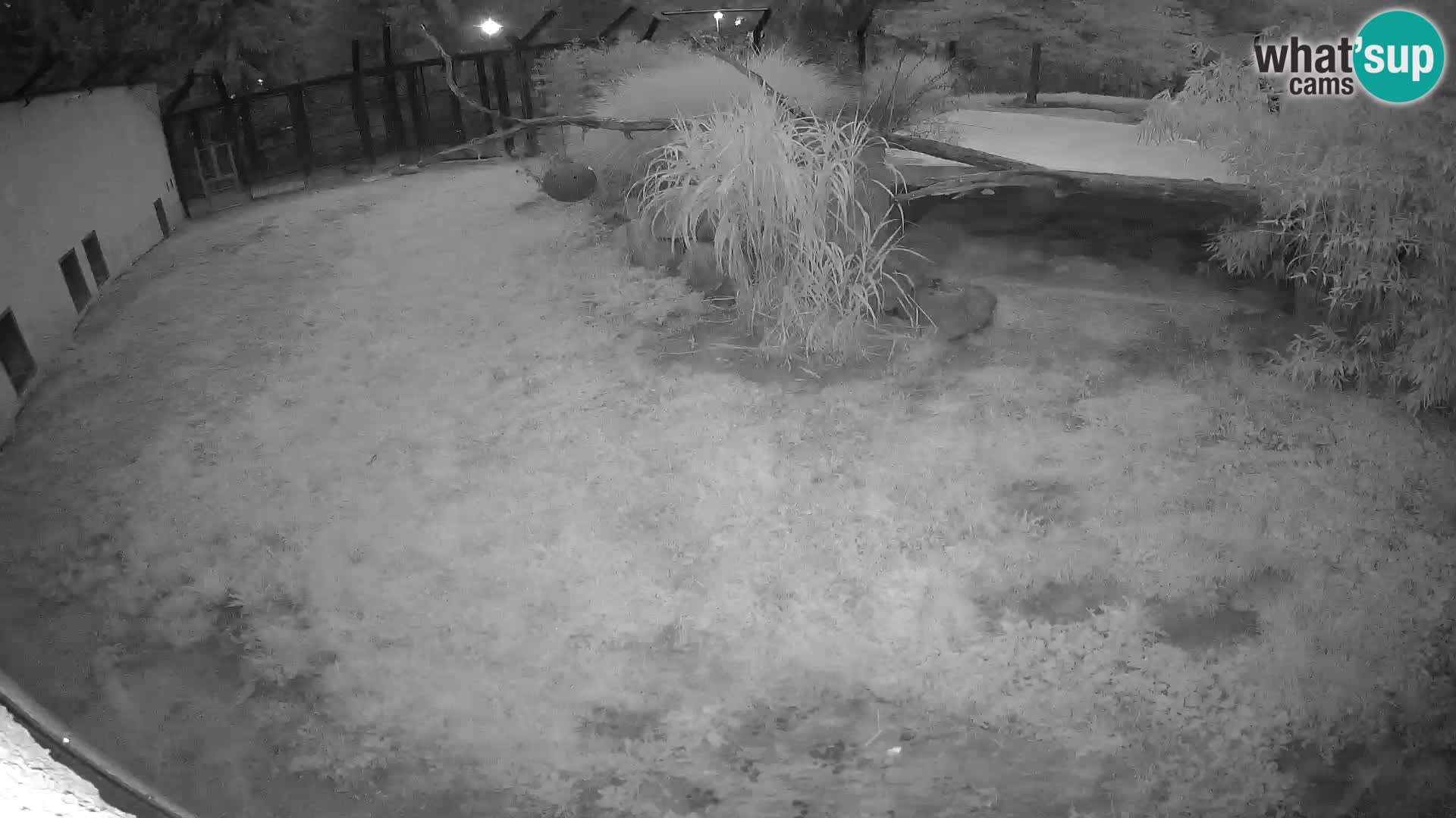 LEON Webcam en vivo en Ljubljana Zoo – Eslovenia