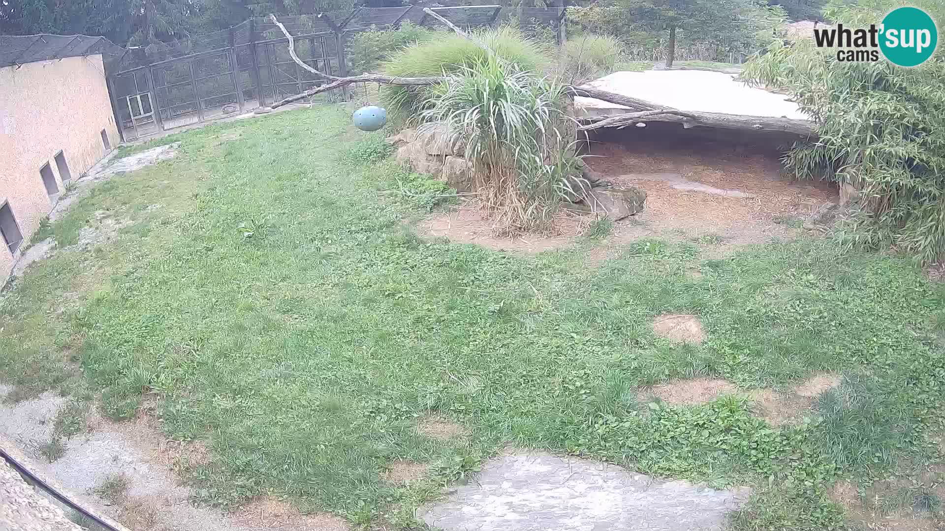 LION live Webcam in Ljubljana Zoo – Slovenia