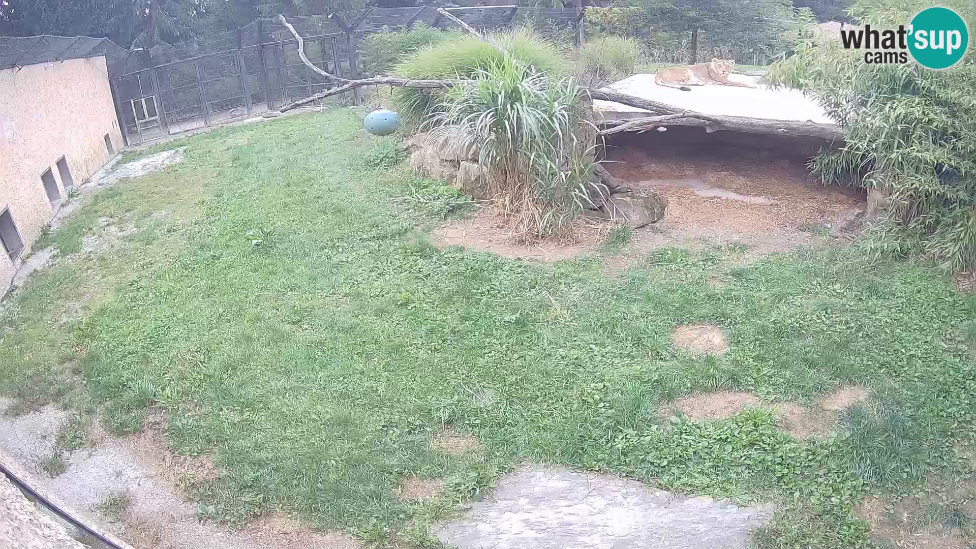 LION live Webcam in Ljubljana Zoo – Slovenia
