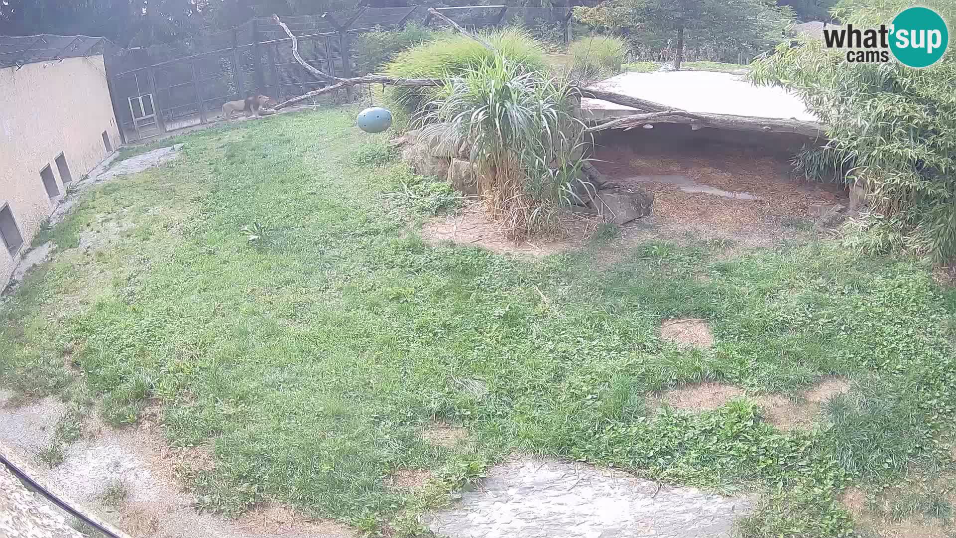 Lavovi web kamera uživo u ljubljanskom zoološkom vrtu – Slovenija