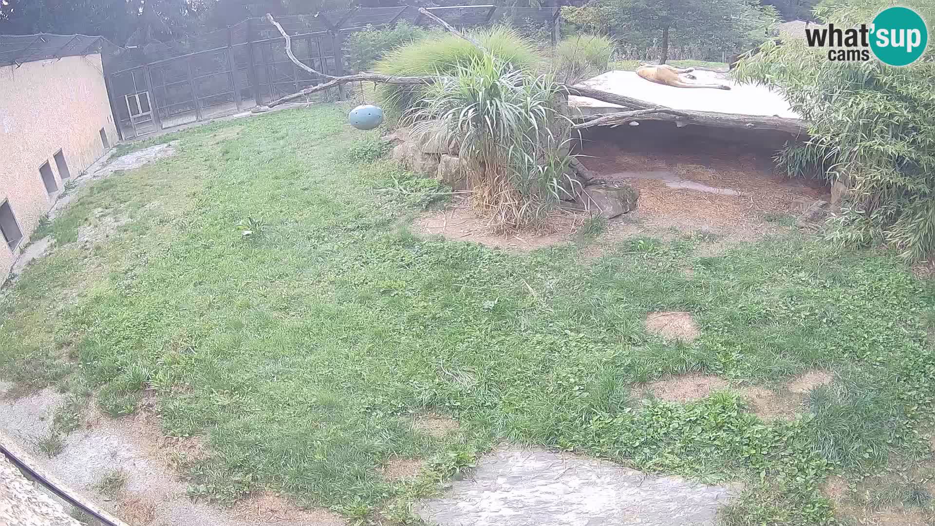 LION live Webcam in Ljubljana Zoo – Slovenia