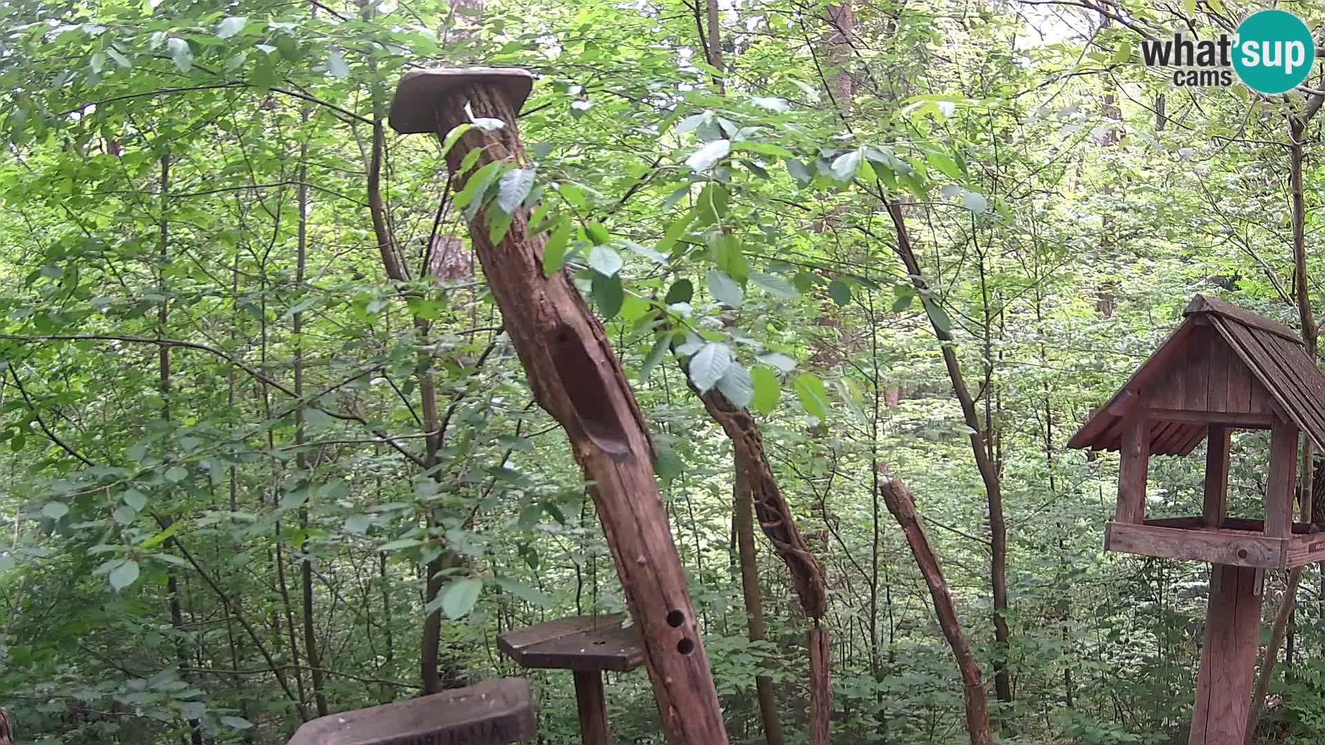 Mangiatoie per uccelli allo ZOO di Lubiana livecam