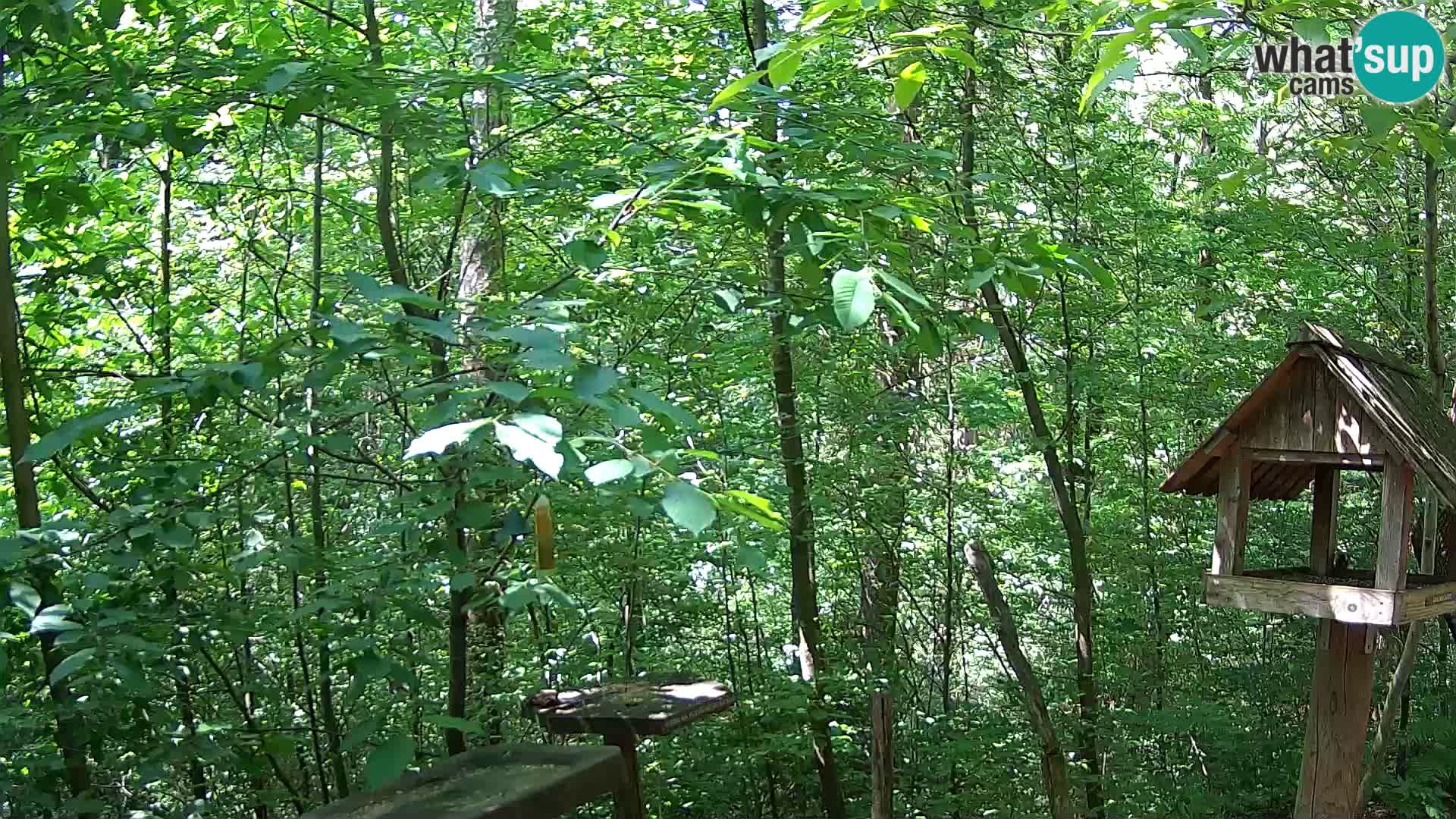 Bird feeders at ZOO Ljubljana webcam