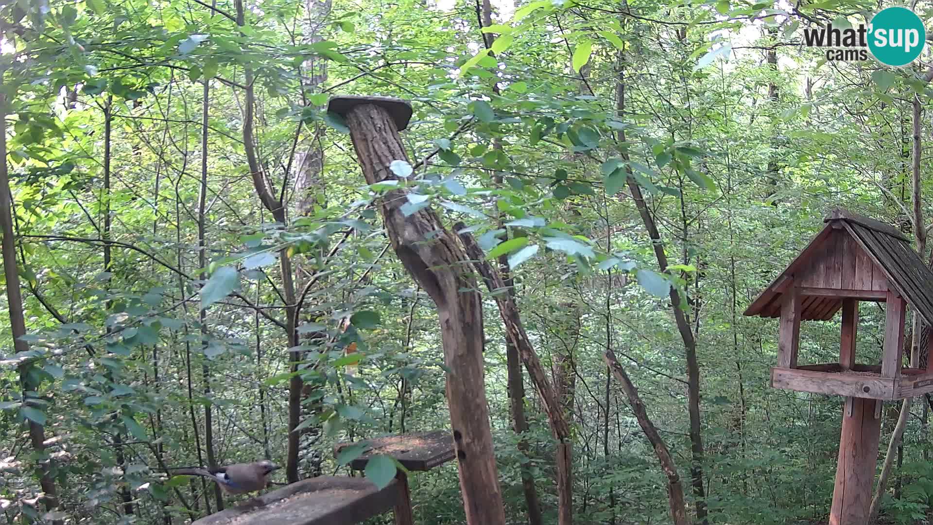 Bird feeders at ZOO Ljubljana webcam
