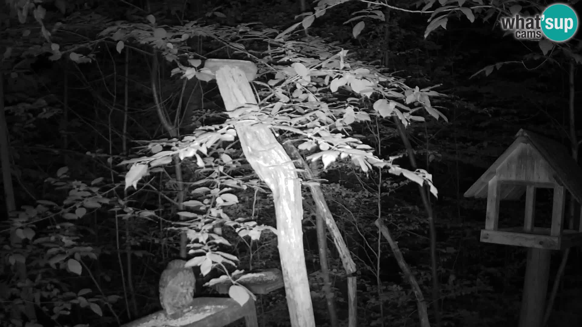 Mangeoires pour oiseaux au ZOO live webcam Ljubljana