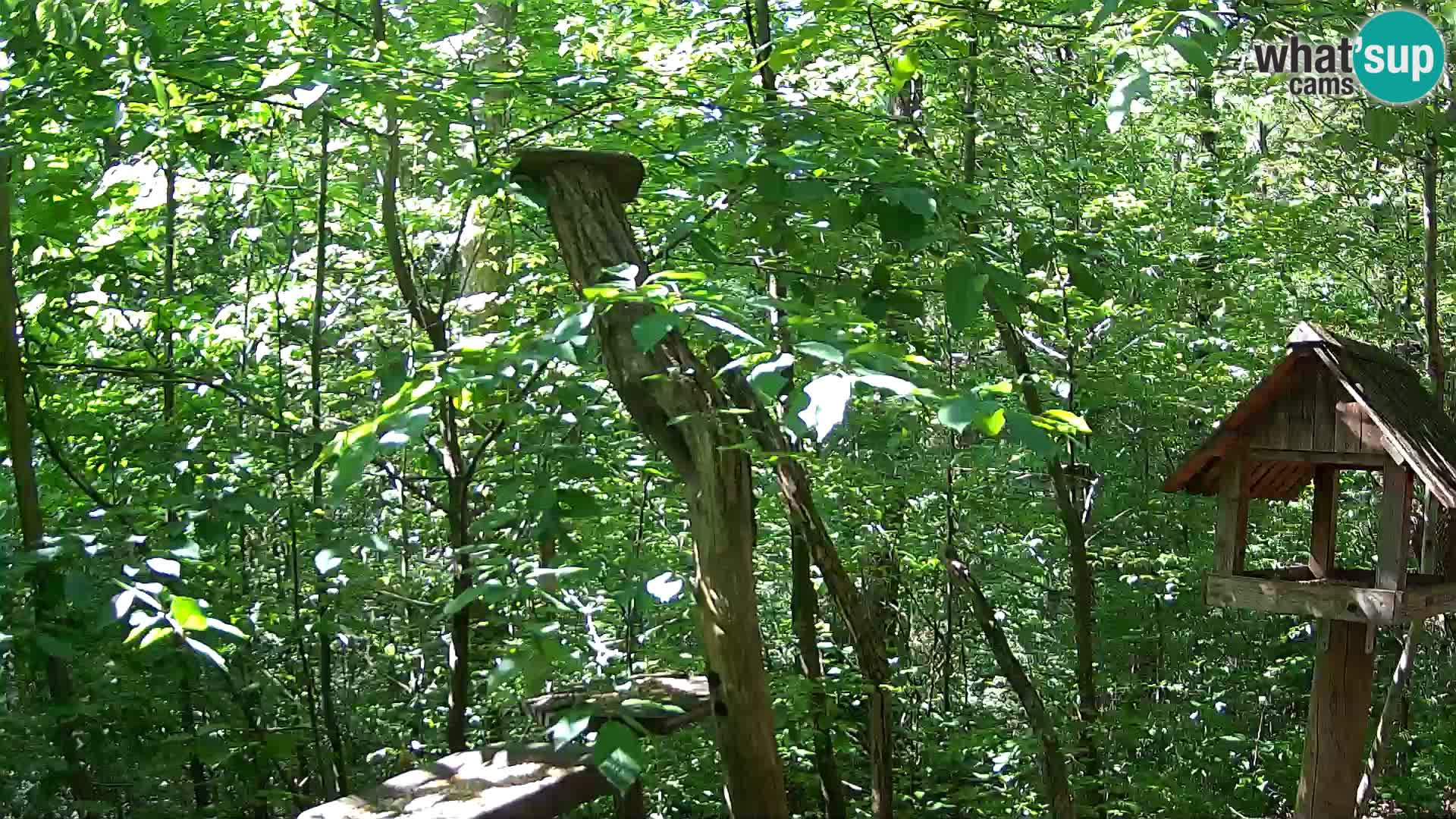 Comederos para pájaros en ZOO Ljubljana camera en vivo
