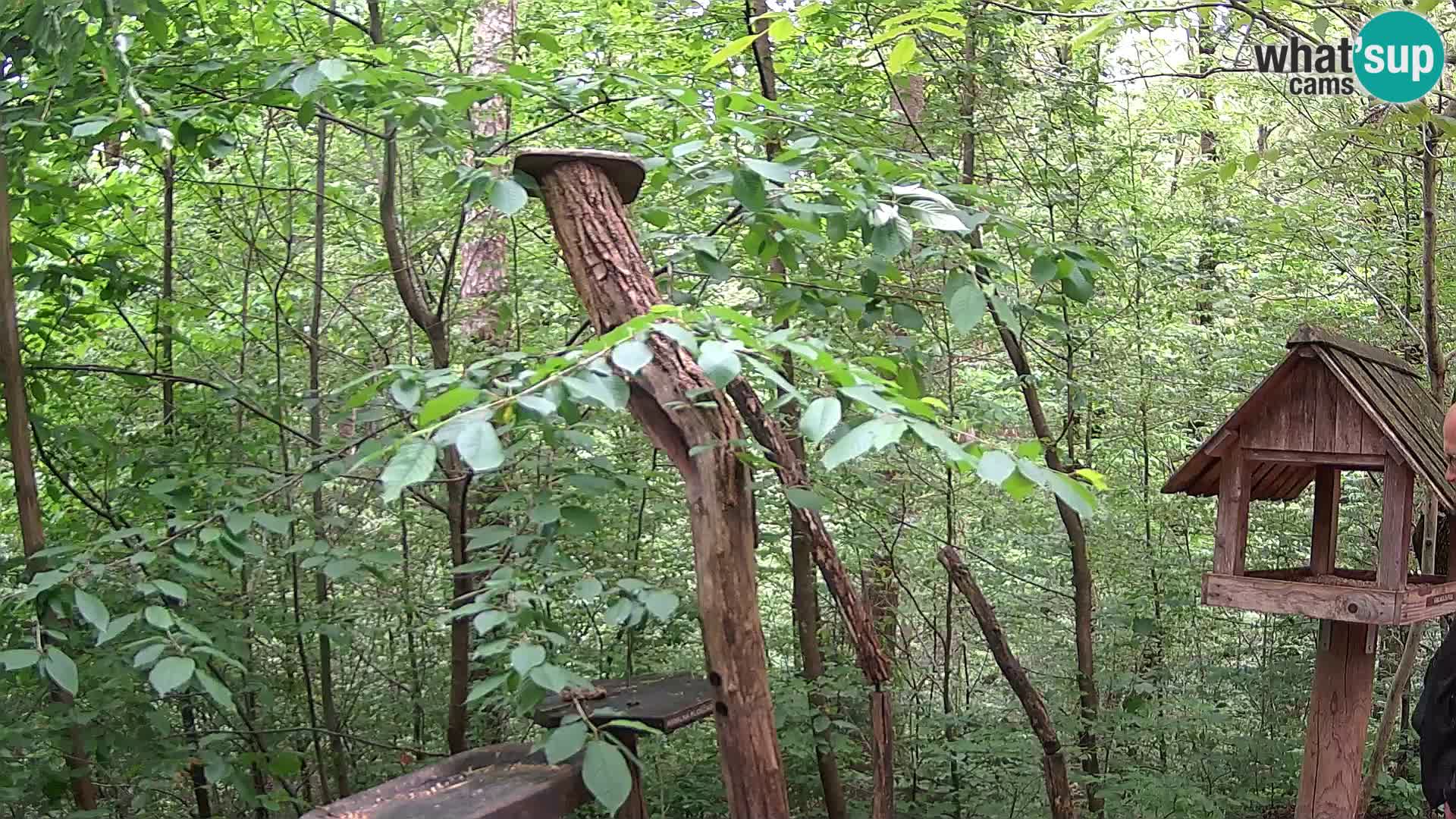 Bird feeders at ZOO Ljubljana webcam