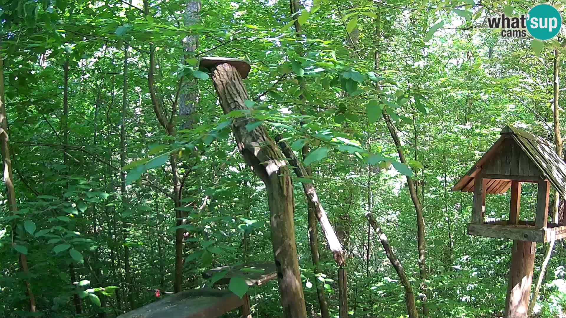 Bird feeders at ZOO Ljubljana webcam