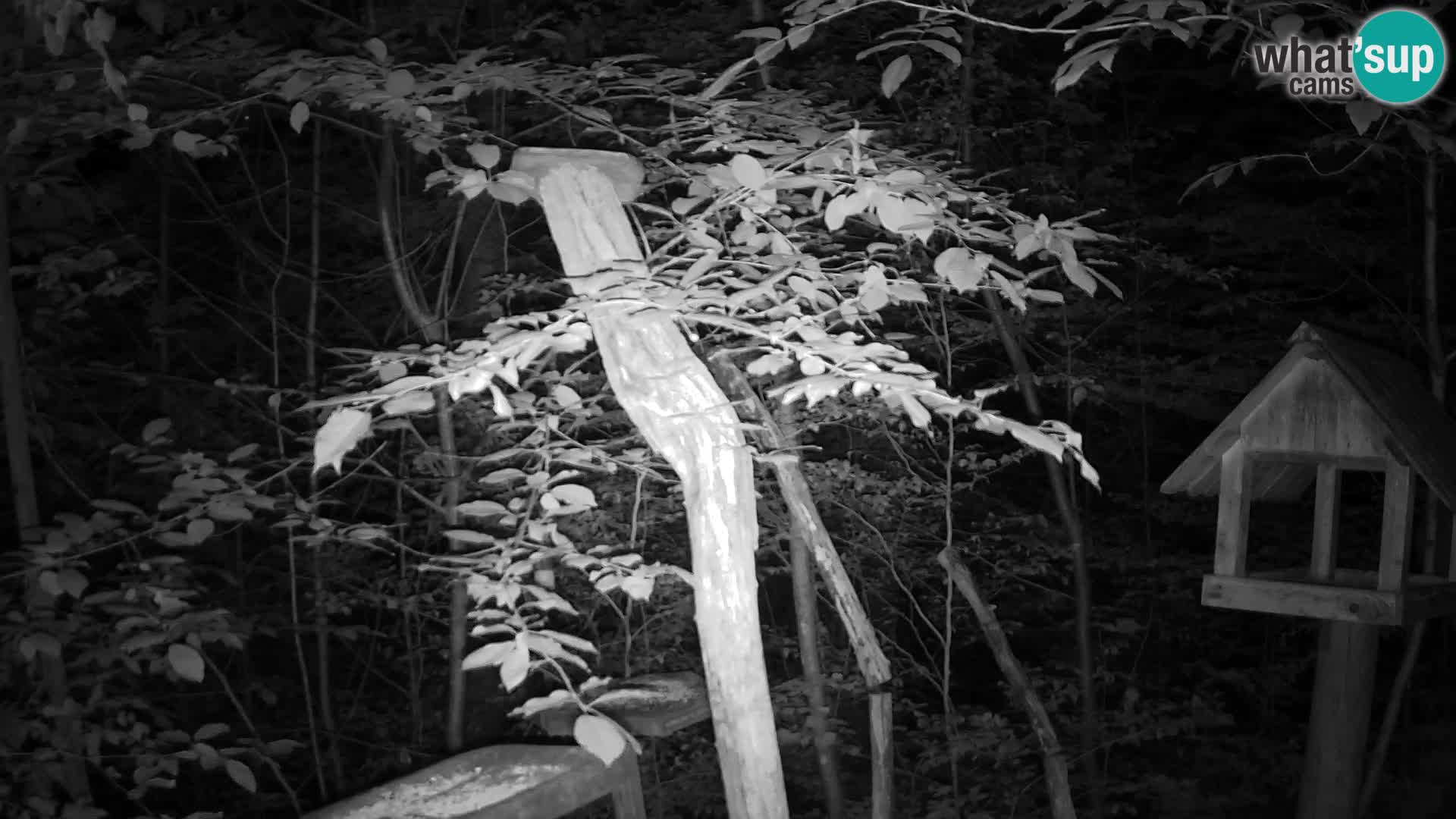Mangeoires pour oiseaux au ZOO live webcam Ljubljana