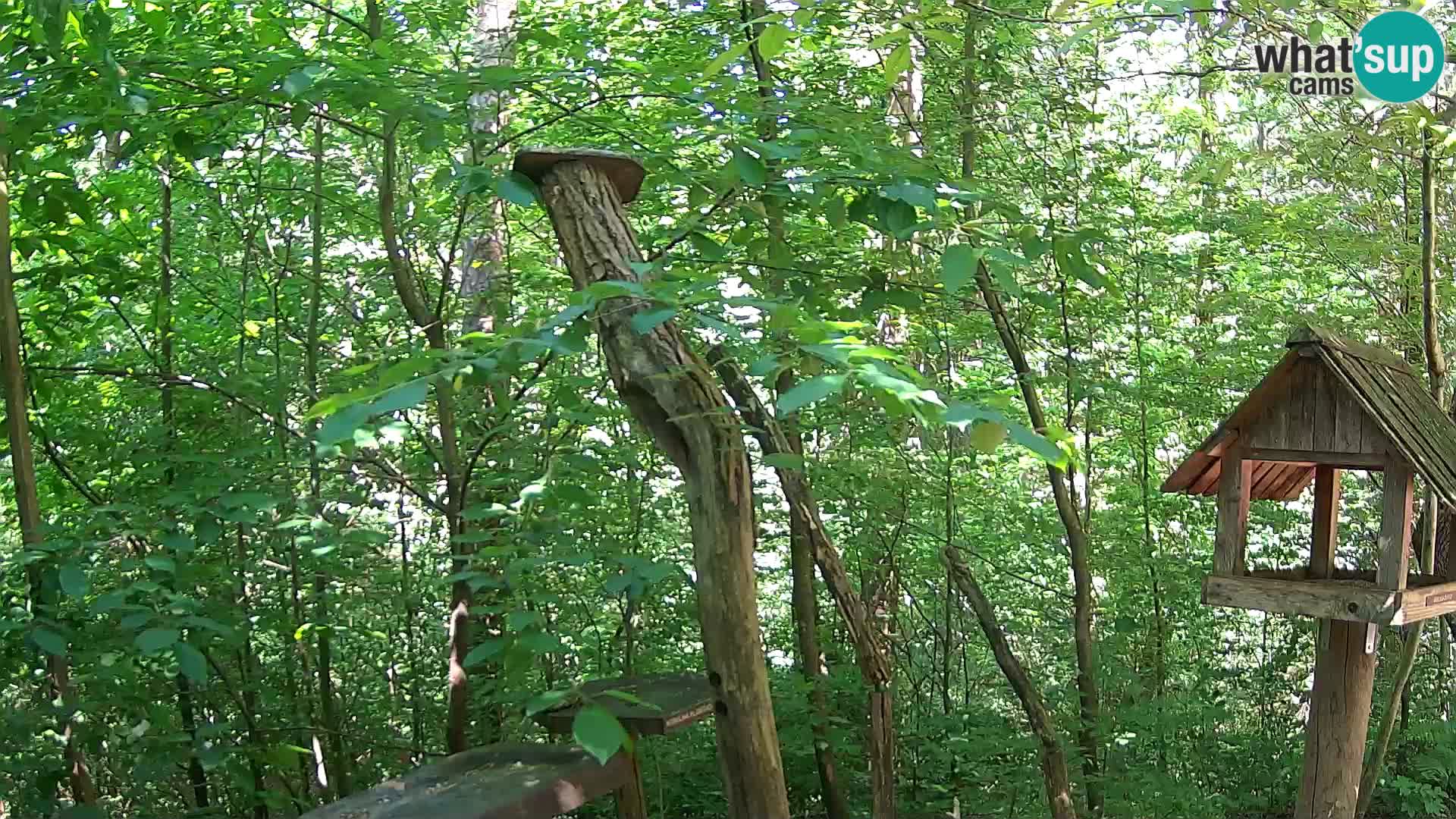 Bird feeders at ZOO Ljubljana webcam