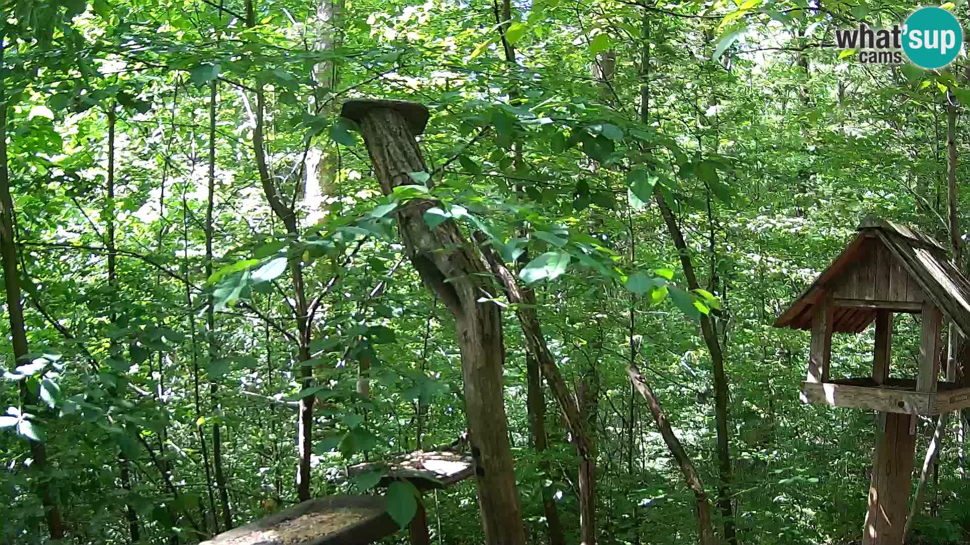 Mangeoires pour oiseaux au ZOO live webcam Ljubljana