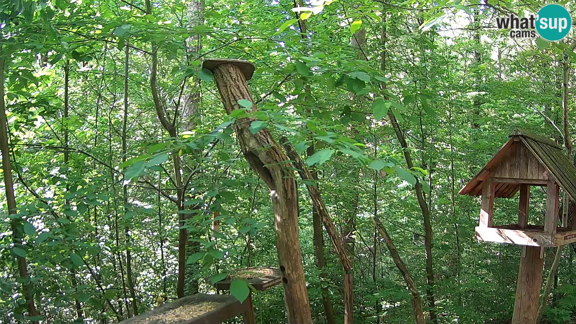 Bird feeders at ZOO Ljubljana webcam