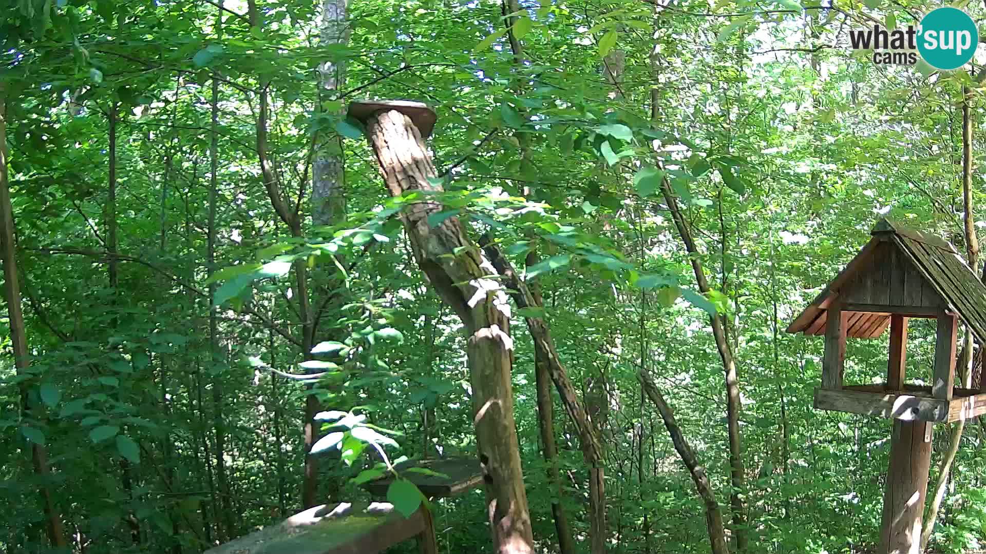 Mangeoires pour oiseaux au ZOO live webcam Ljubljana