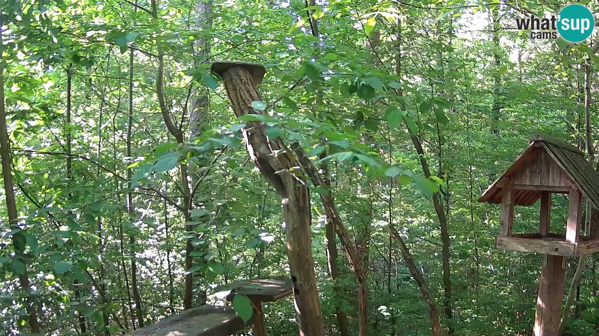 Vogelfutterhäuschen im ZOO webcam Ljubljana
