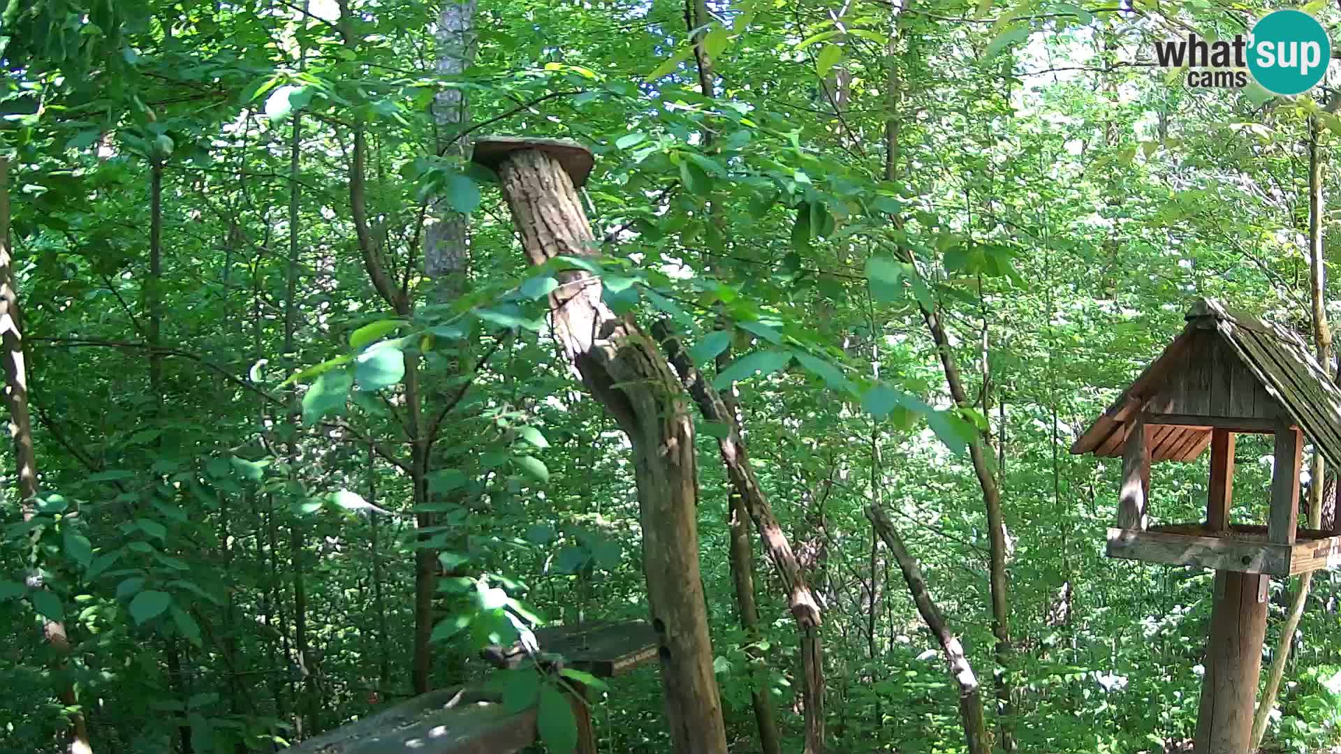 Krmilnice za ptiče v ZOO Ljubljana spletna kamera