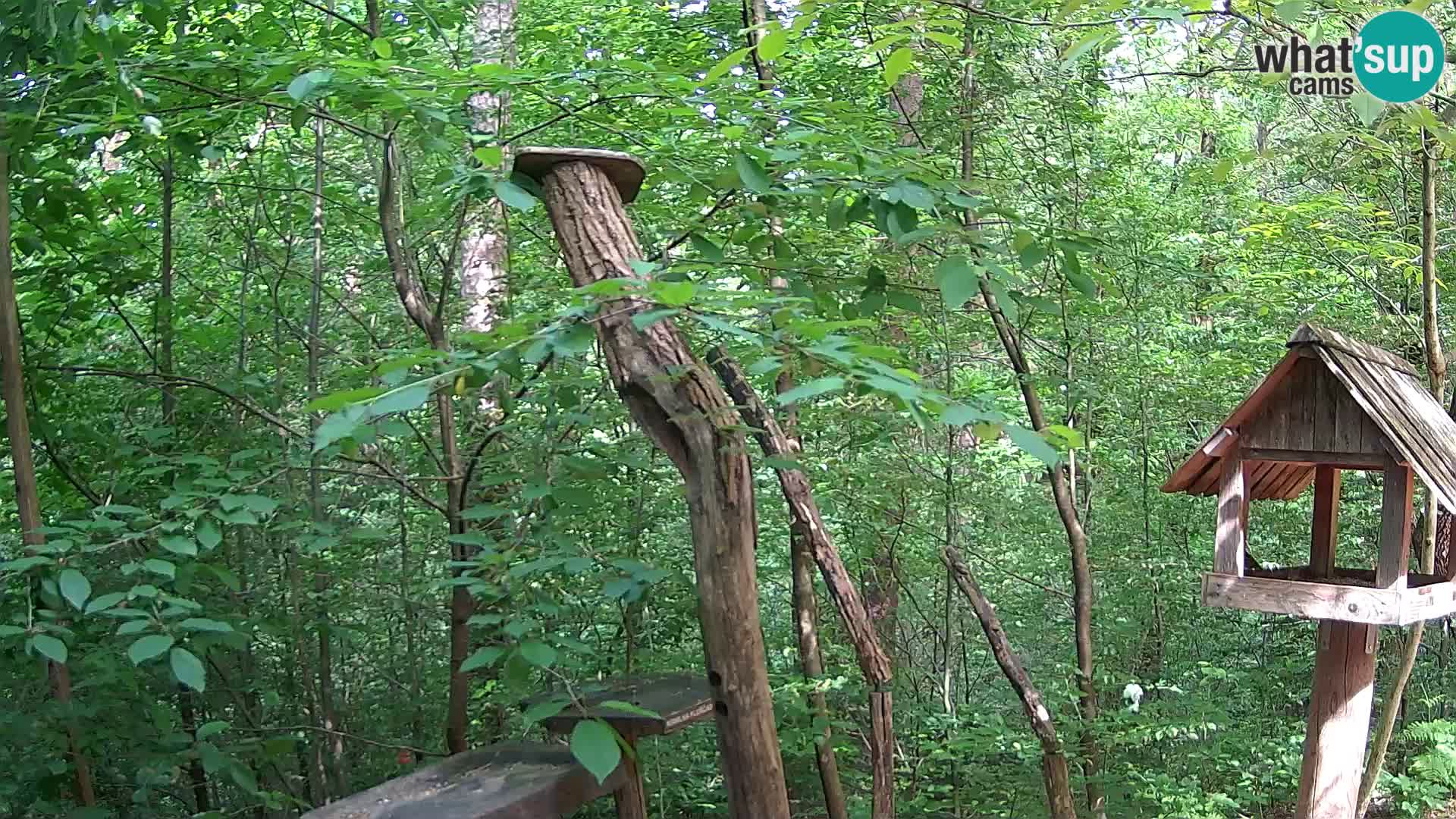 Bird feeders at ZOO Ljubljana webcam