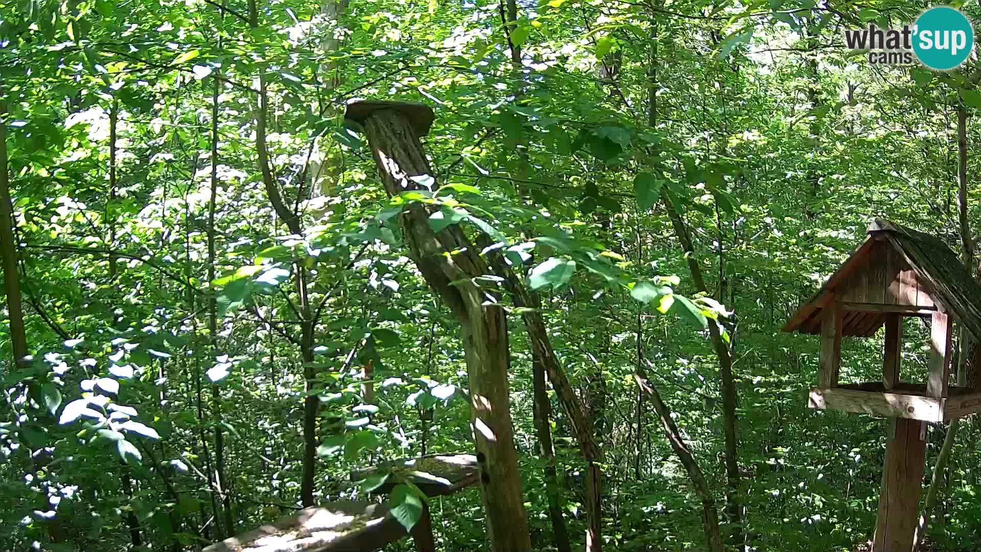 Vogelfutterhäuschen im ZOO webcam Ljubljana