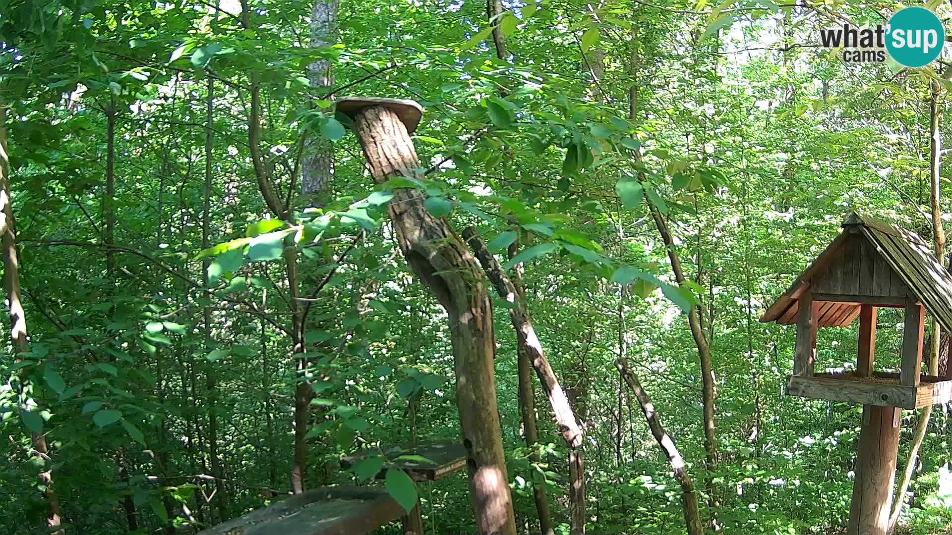 Bird feeders at ZOO Ljubljana webcam