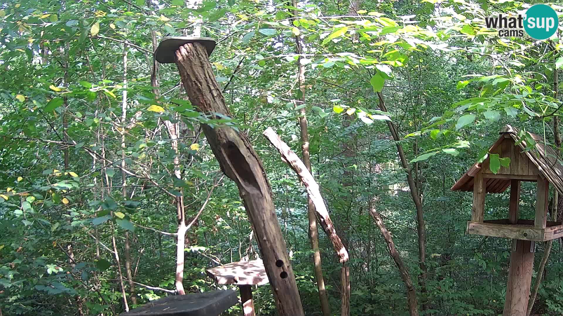 Comederos para pájaros en ZOO Ljubljana camera en vivo