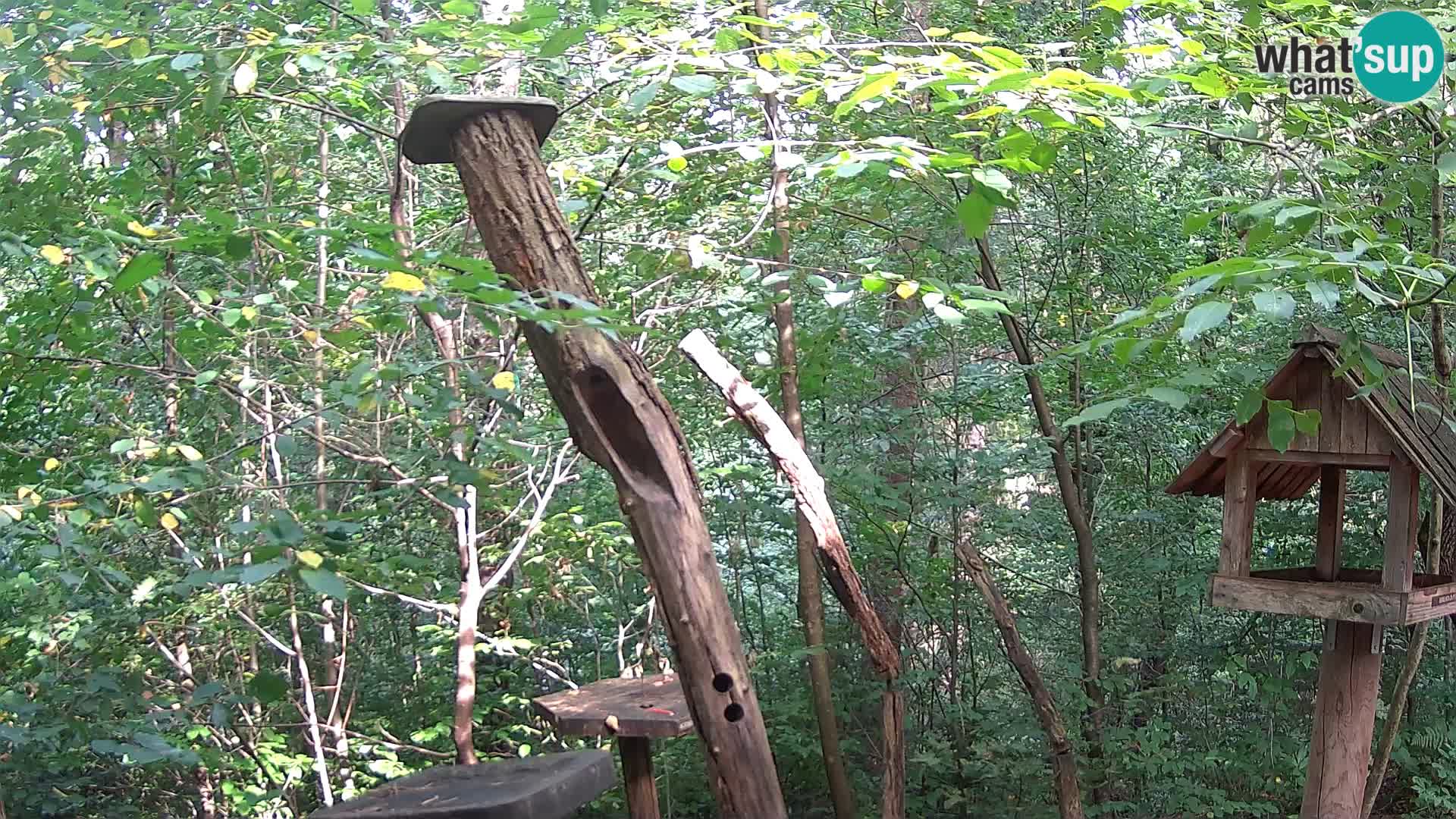 Comederos para pájaros en ZOO Ljubljana camera en vivo