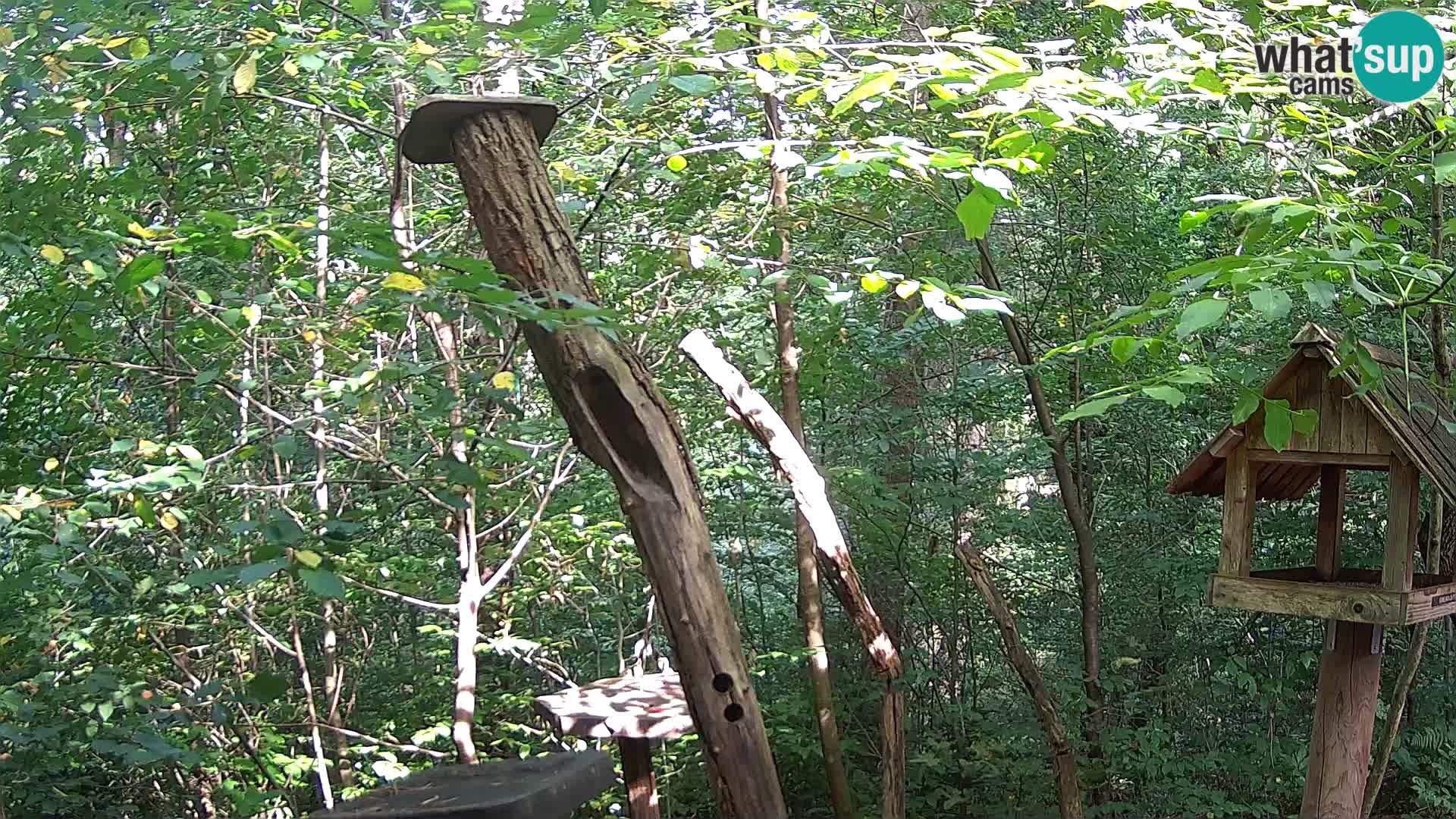 Comederos para pájaros en ZOO Ljubljana camera en vivo