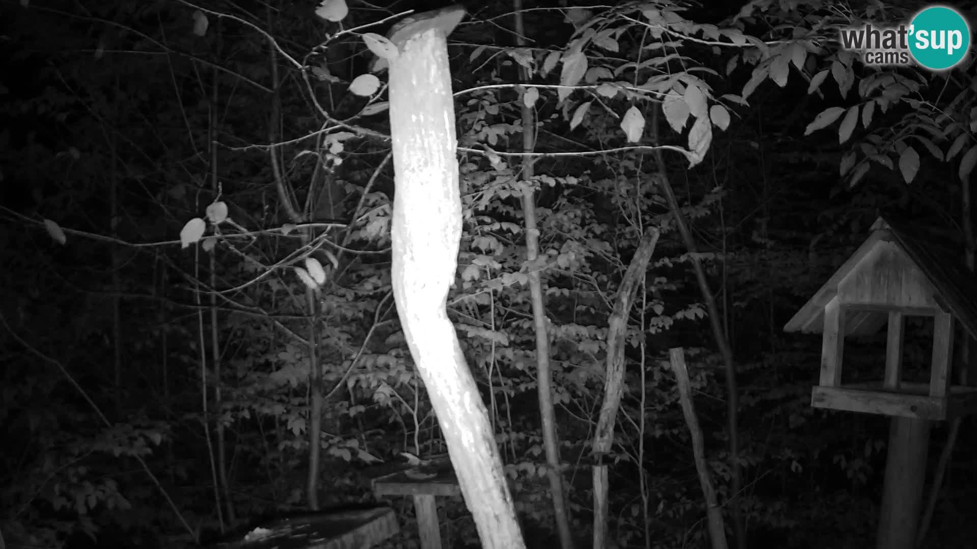 Bird feeders at ZOO Ljubljana webcam