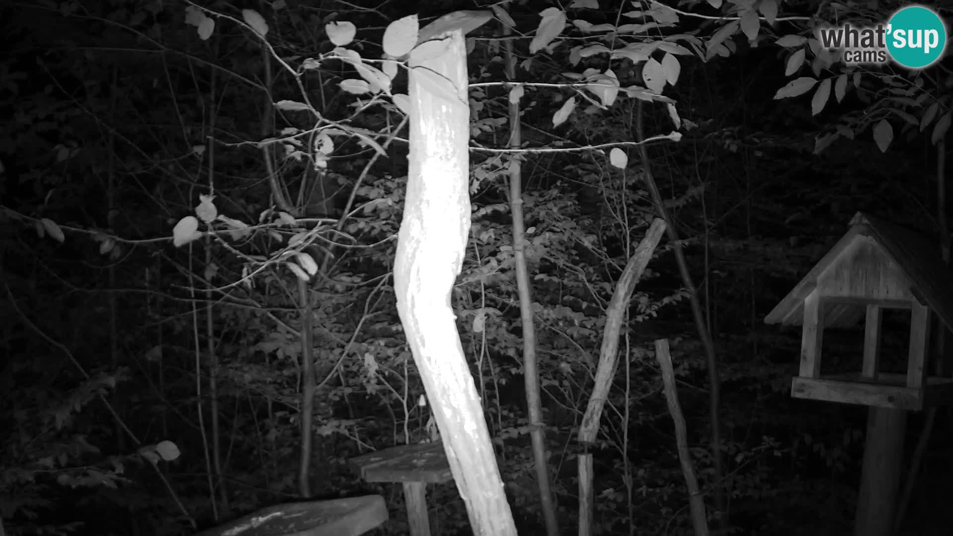 Bird feeders at ZOO Ljubljana webcam