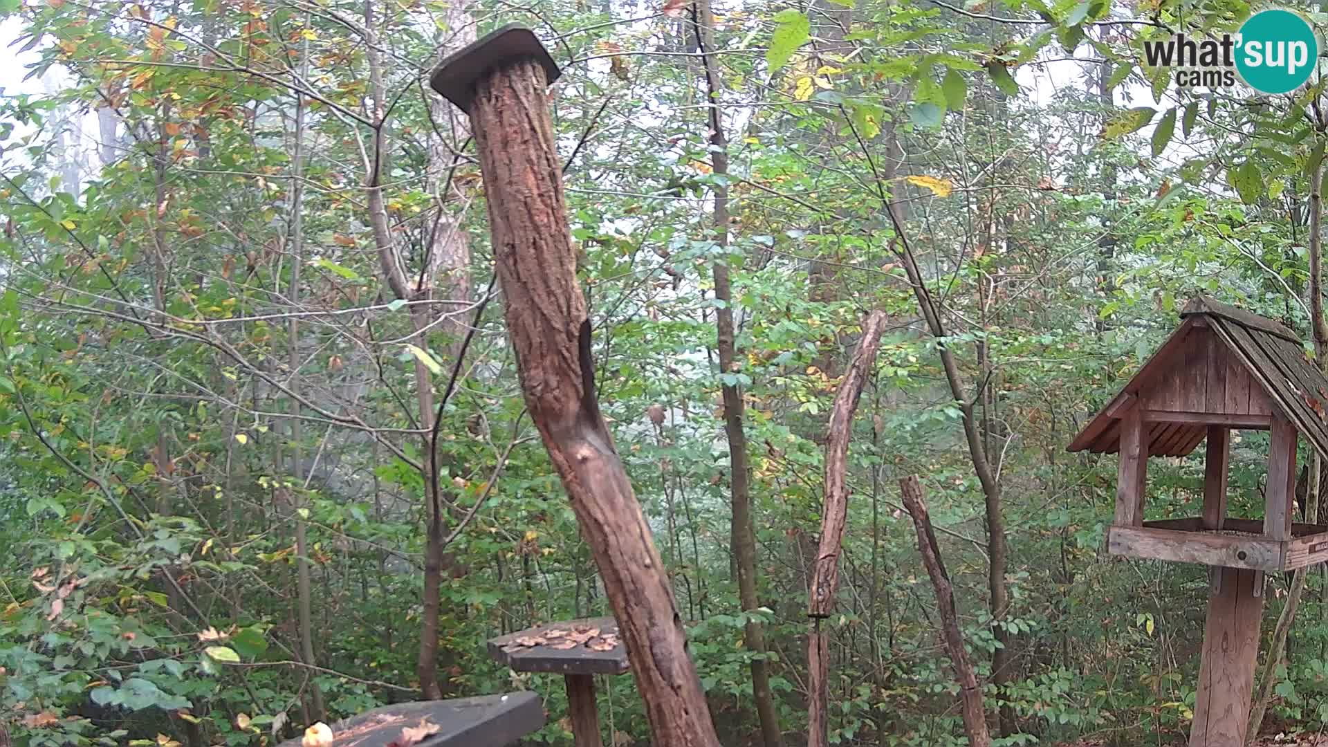 Bird feeders at ZOO Ljubljana webcam