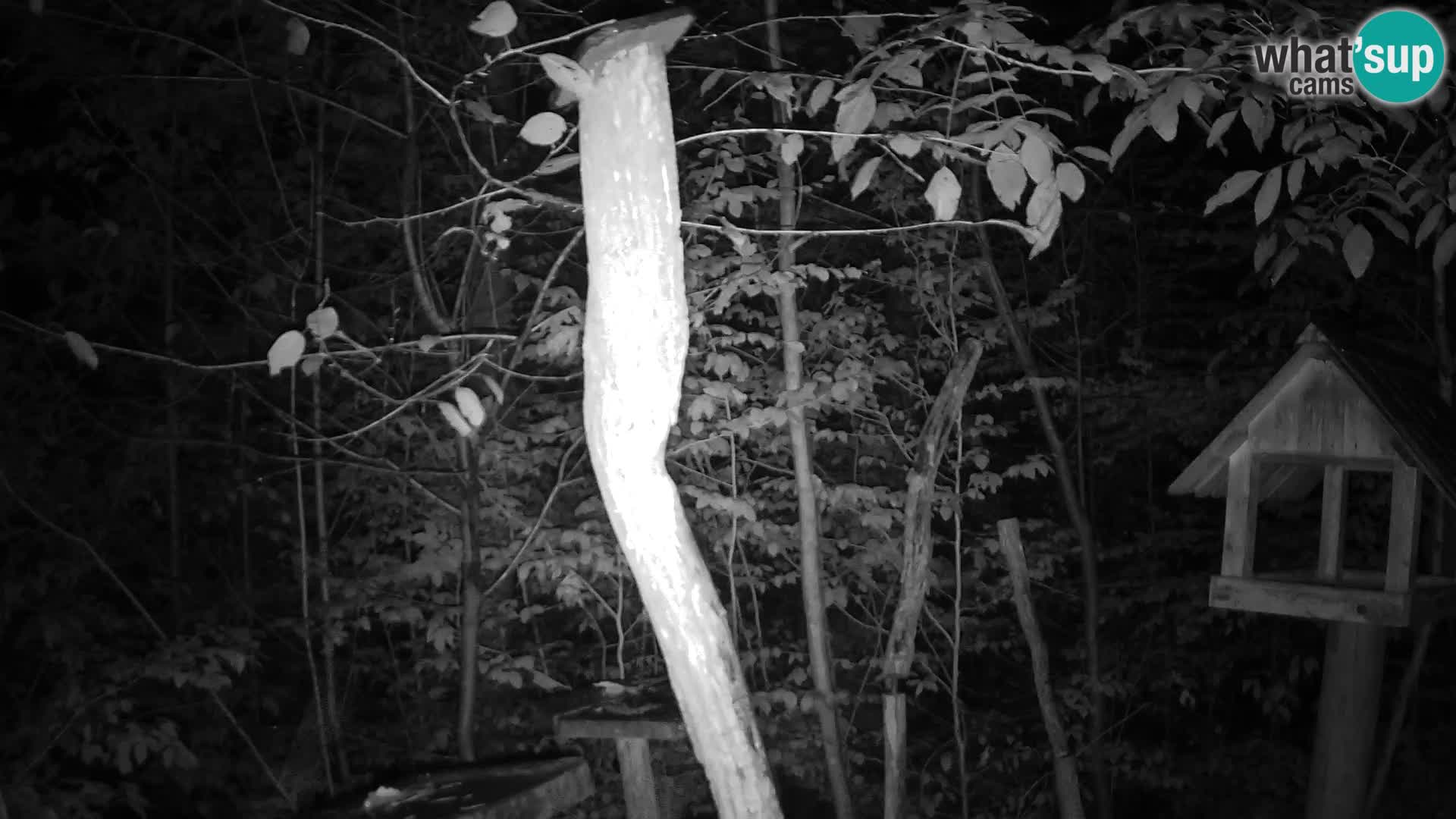 Bird feeders at ZOO Ljubljana webcam