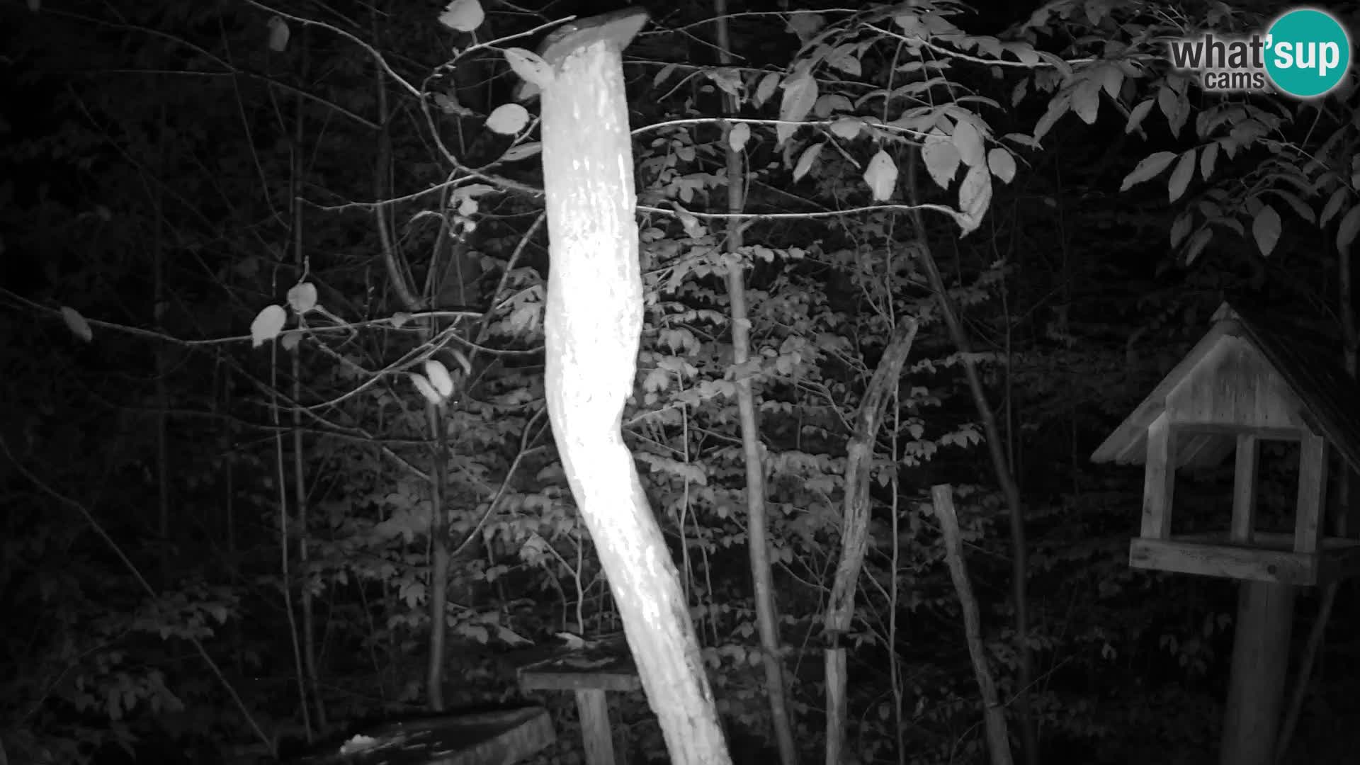 Bird feeders at ZOO Ljubljana webcam