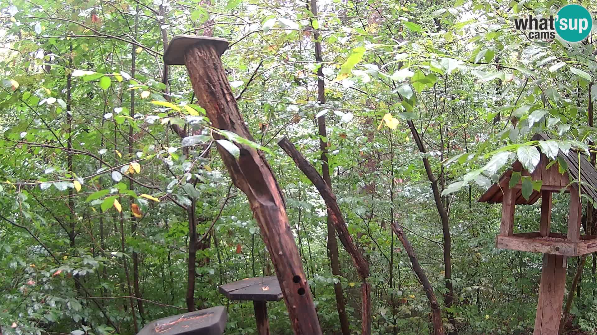 Bird feeders at ZOO Ljubljana webcam