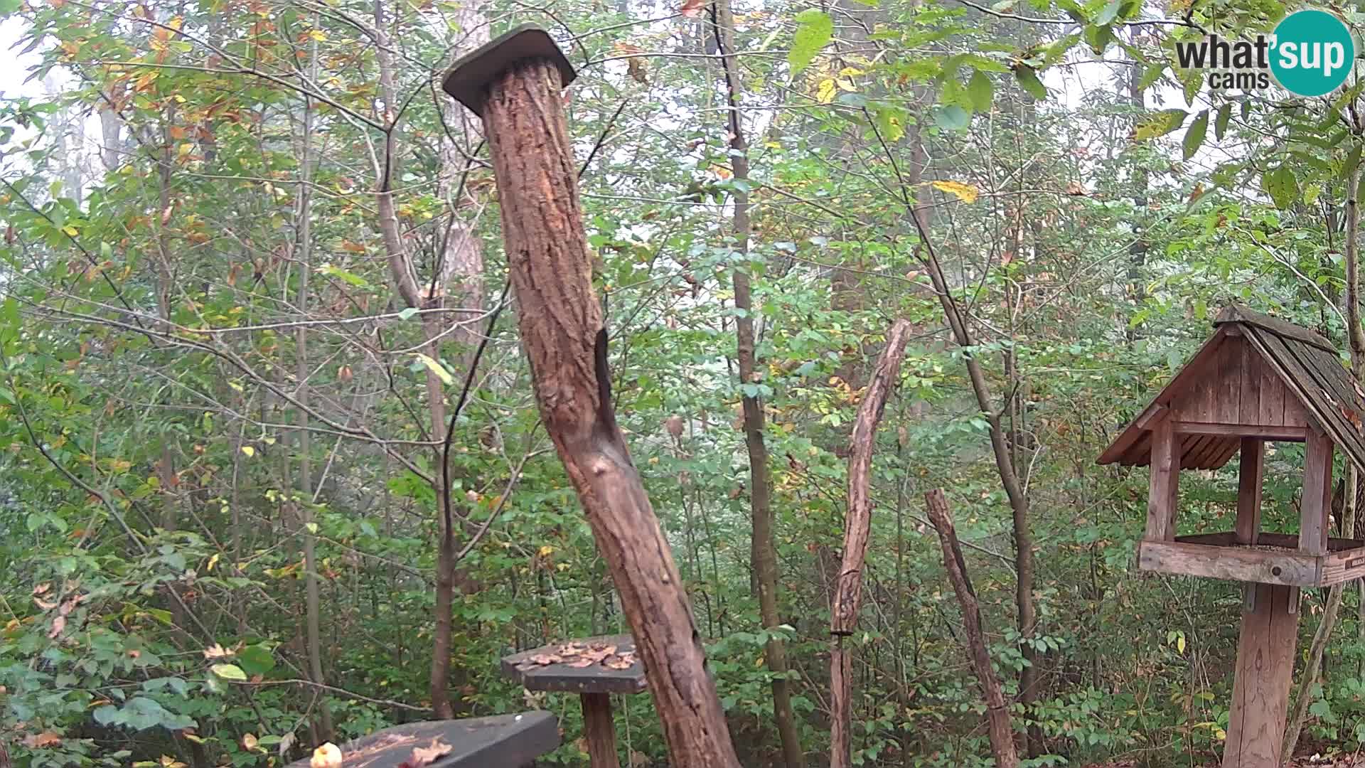 Mangeoires pour oiseaux au ZOO live webcam Ljubljana